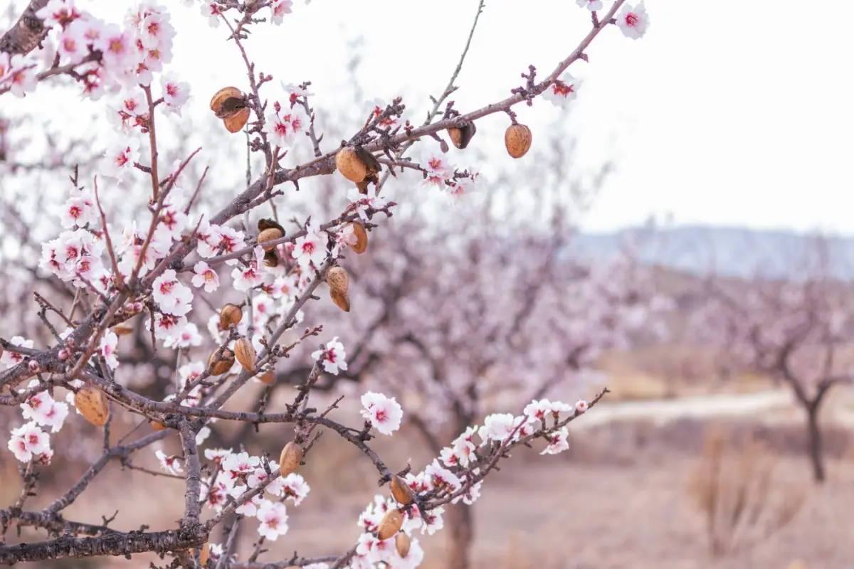 Amendoeiras em flor num pomar do interior algarvio numa manhã de primavera
