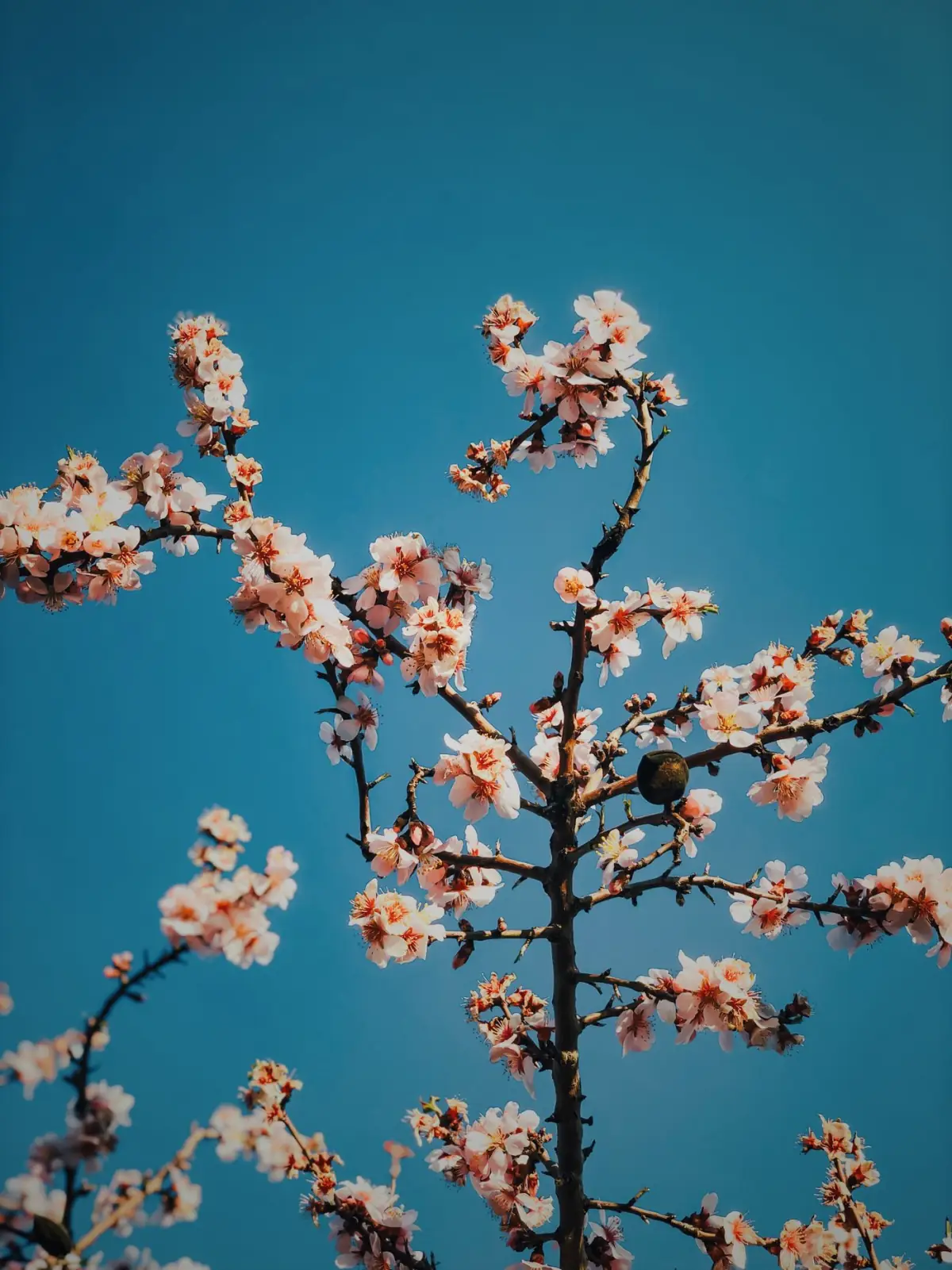 Amendoeiras em flor branca contra o céu azul no Algarve no fim do inverno