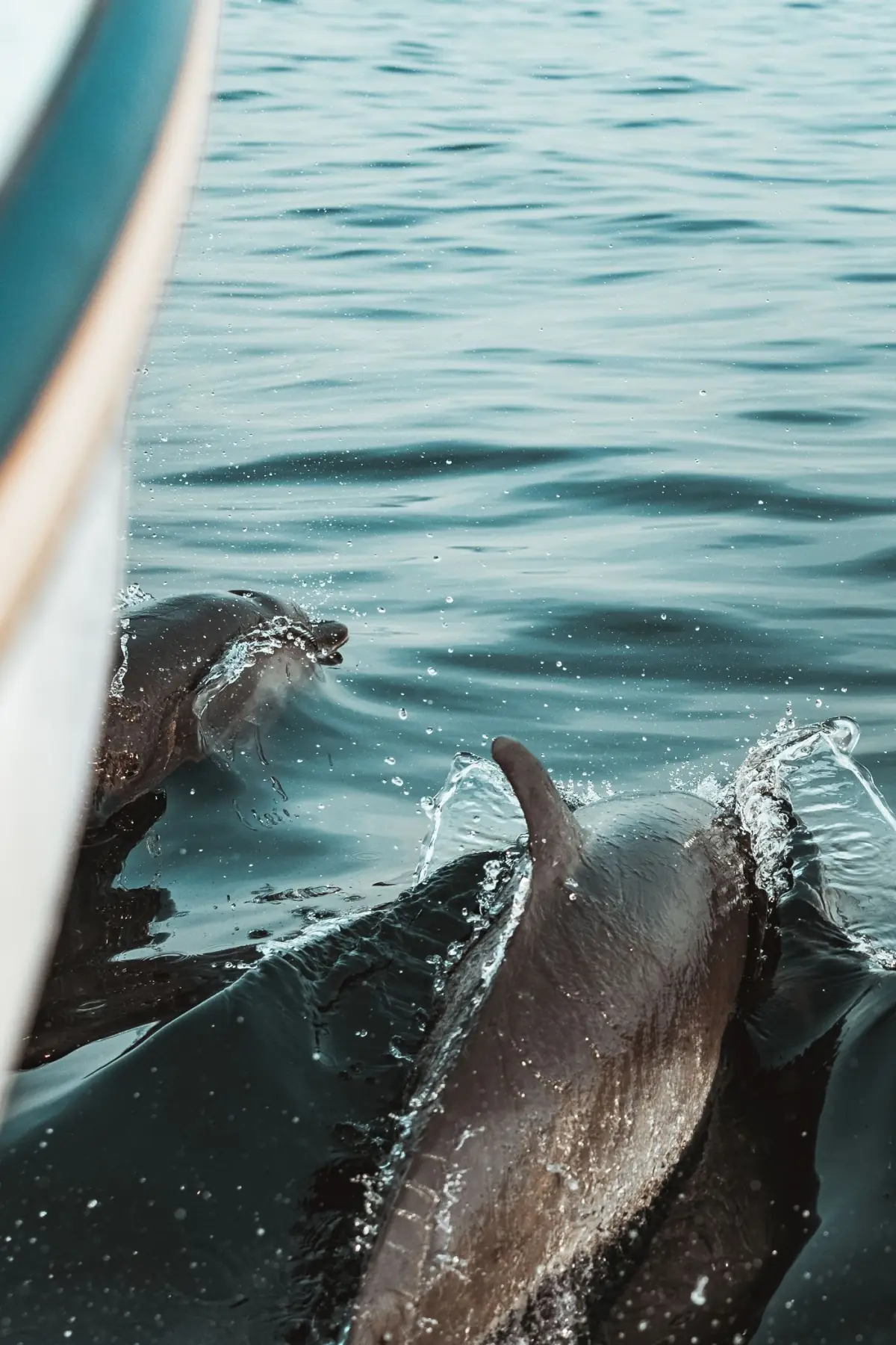 Dois golfinhos a emergir junto a uma embarcação ao largo da costa do Algarve