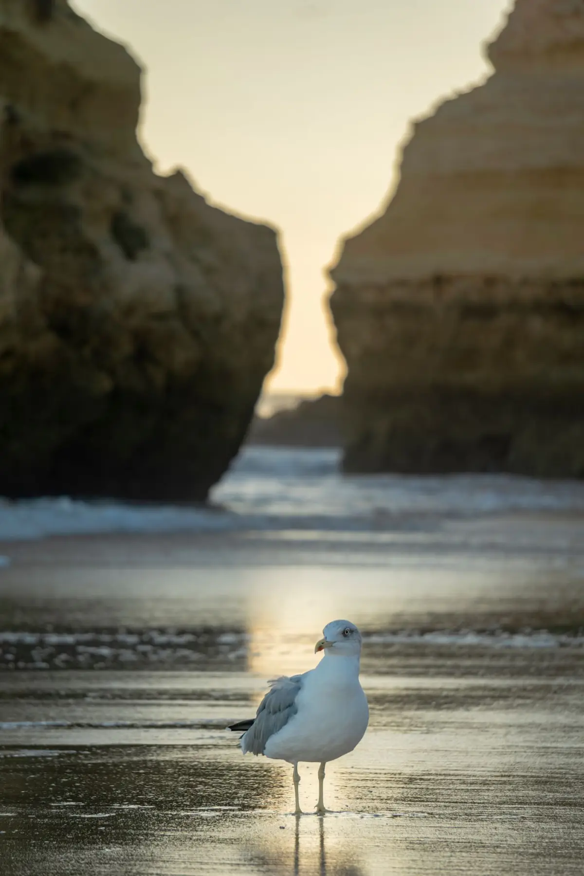 Gaivota solitária numa praia tranquila e deserta do Algarve fora de época
