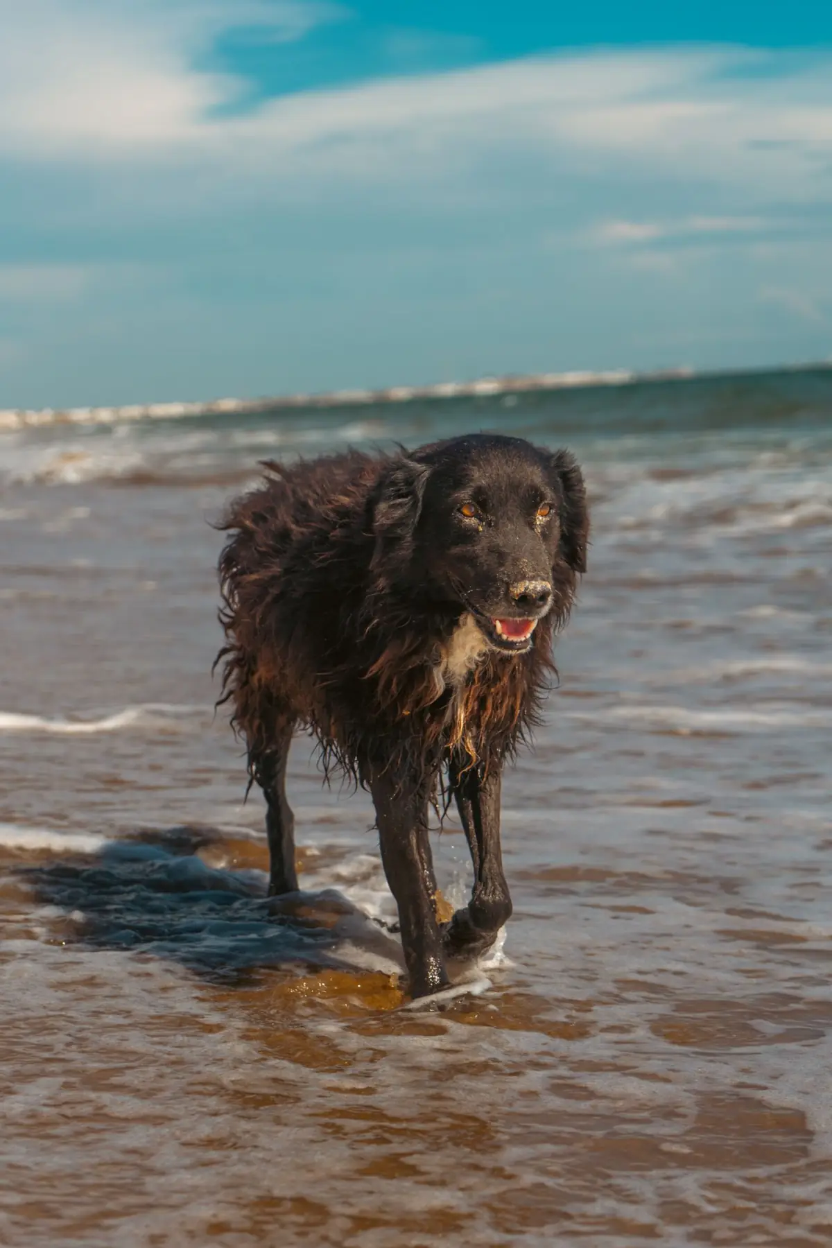 Cão a passear ao sol junto à orla de uma praia do Algarve