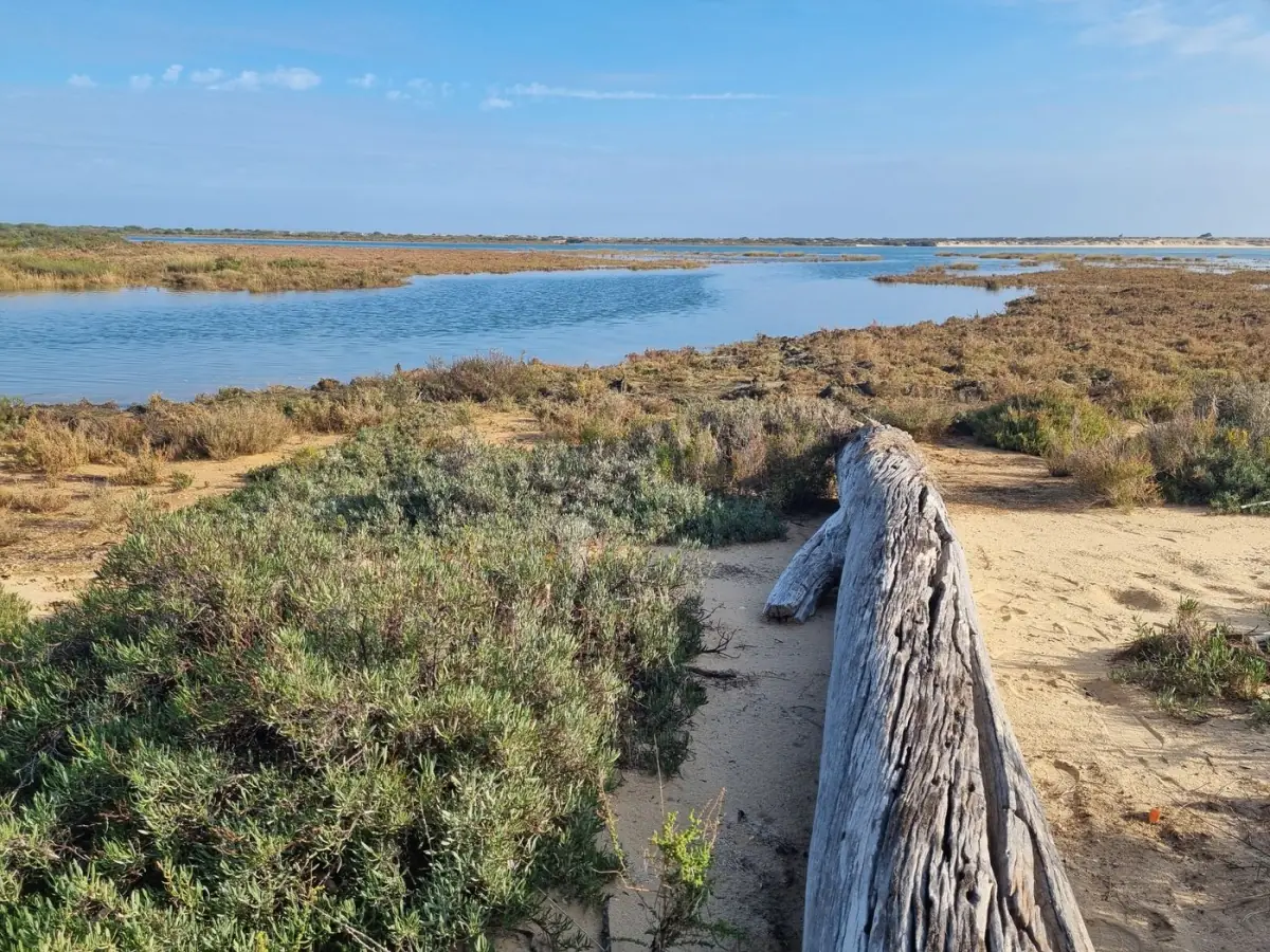 Passadiço de madeira sobre a zona húmida da Ria Formosa ao entardecer