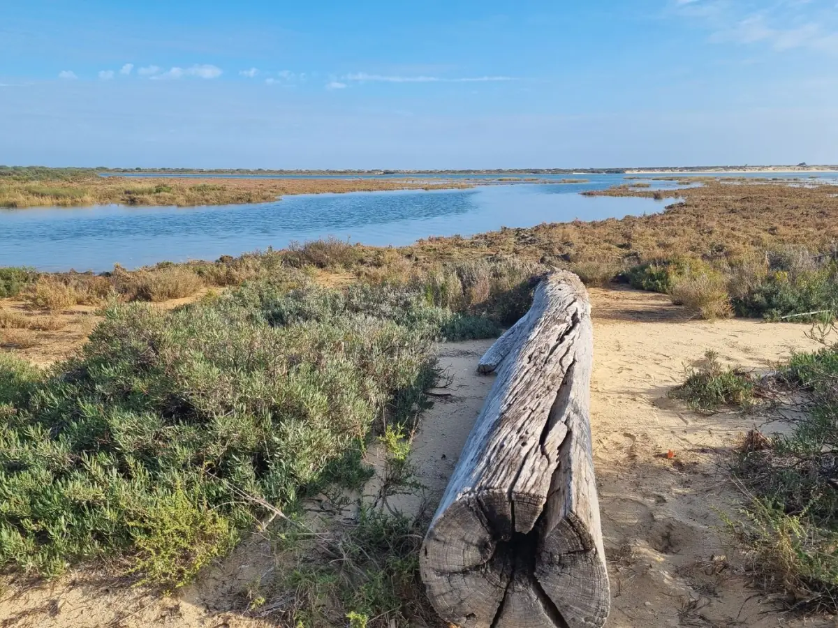 Passadiço de madeira sobre a zona húmida da Ria Formosa a caminho da Praia do Barril, em Tavira