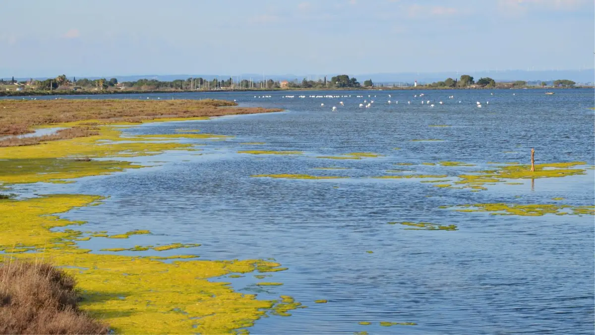 Laguna da Ria Formosa junto a Cacela Velha com flamingos a alimentarem-se nas águas pouco profundas