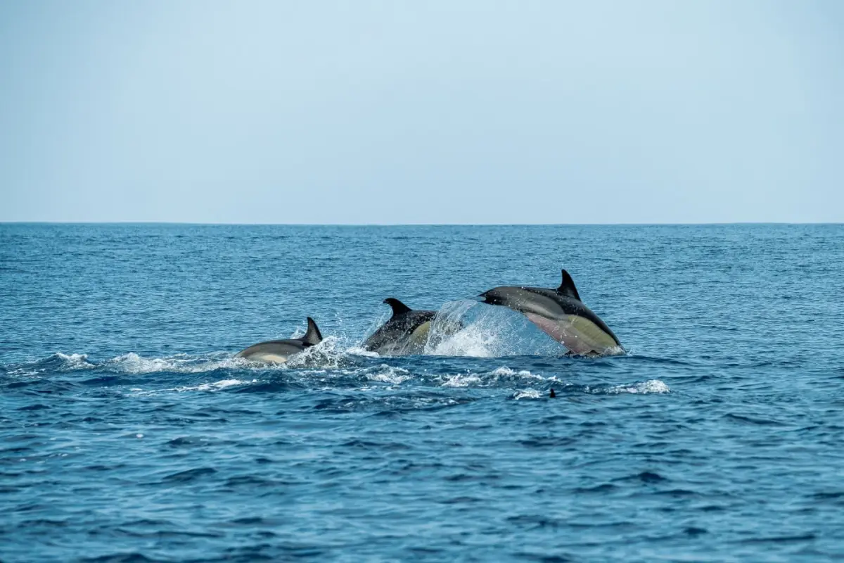 Grupo de golfinhos a nadar em água azul, como os do espetáculo do Zoomarine na Guia