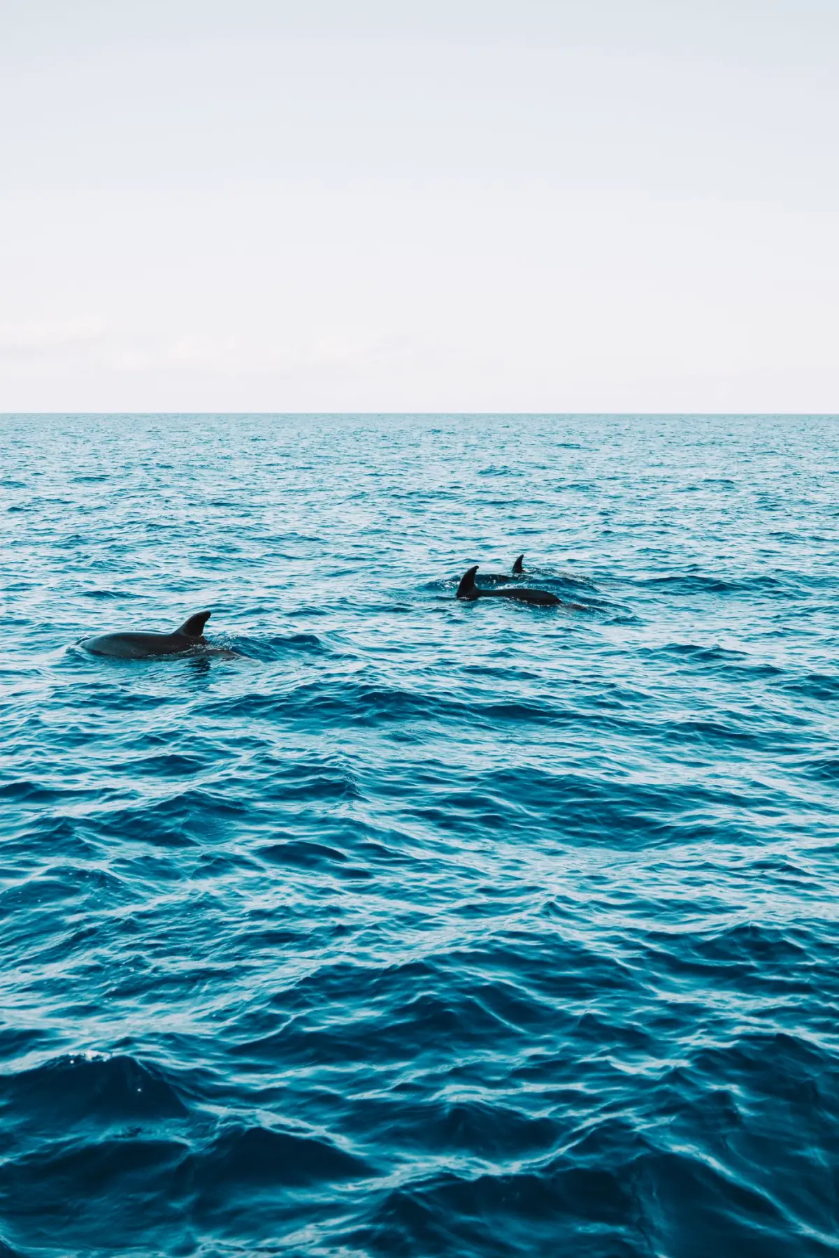 Golfinhos a nadar em águas azuis ao largo da costa do Algarve