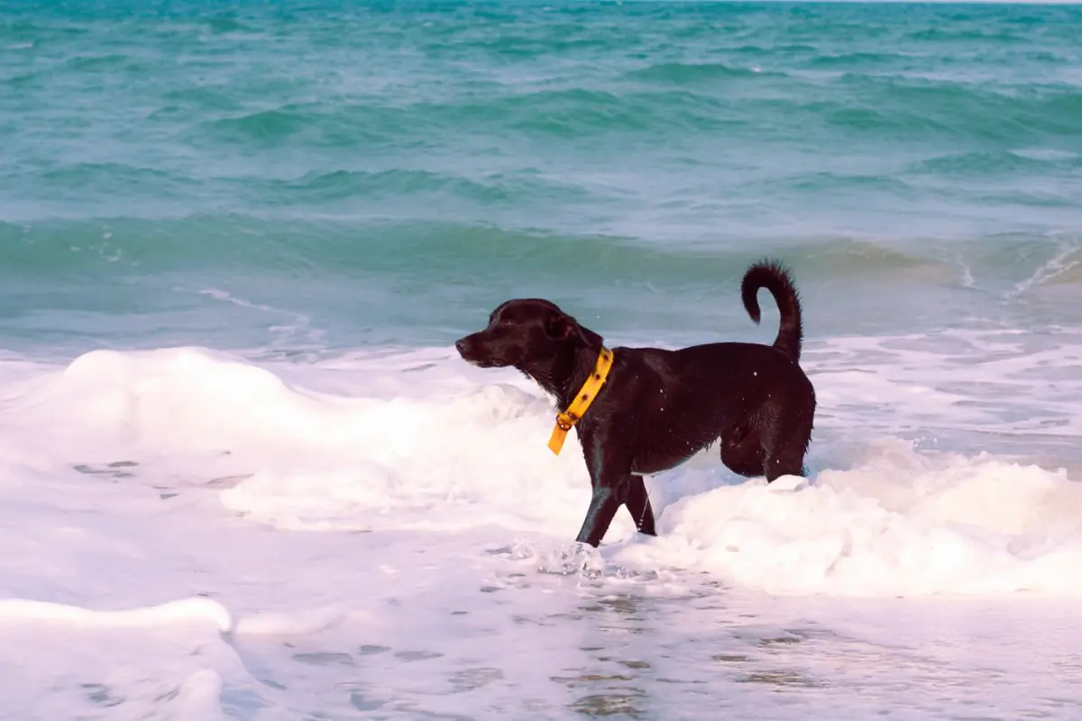 Cão preto a brincar nas ondas numa praia tranquila do Algarve