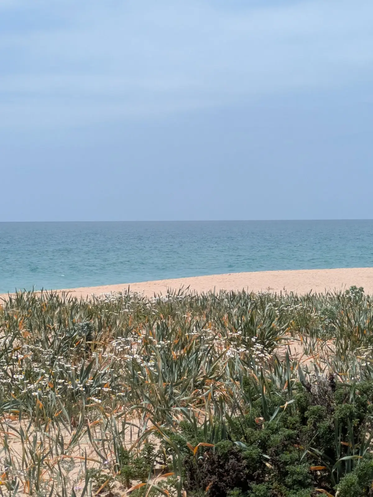 Praia tranquila do Algarve com vegetação rasteira junto à areia, vista de cima