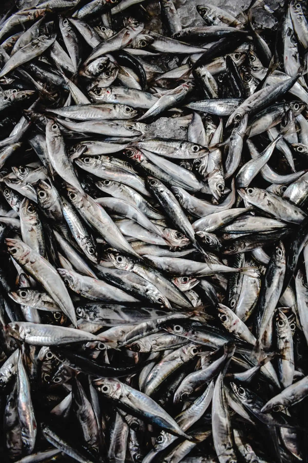 Sardinhas frescas alinhadas sobre gelo numa banca do mercado de peixe do Algarve