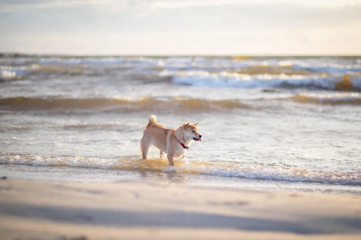 cão a brincar nas ondas num dia de sol